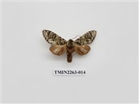 藏品(夙舟蛾屬)的圖片